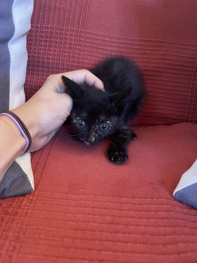 Gatinhas lindas para adoção