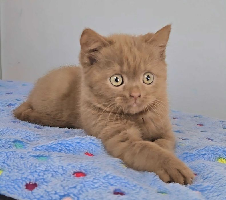 British Shorthair cinnamon fêmea com Lop