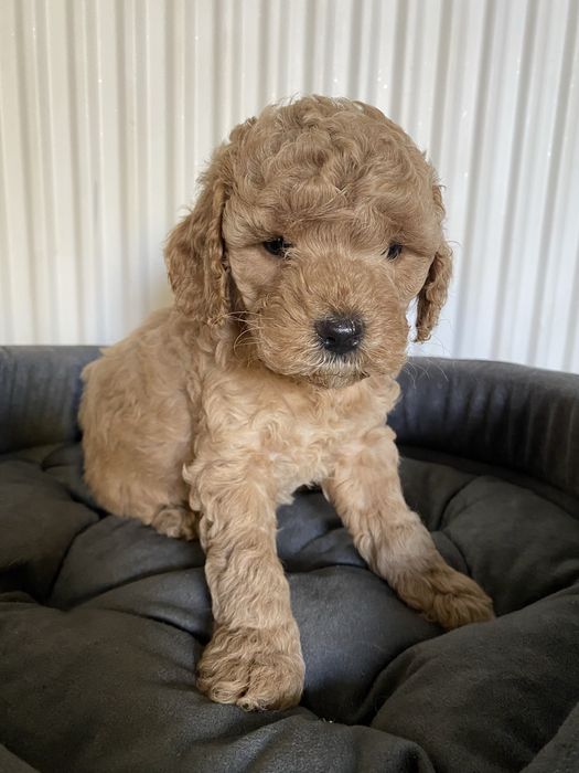 Cavapoo F1B Arya Cavapoo&Pudel Miniaturowy