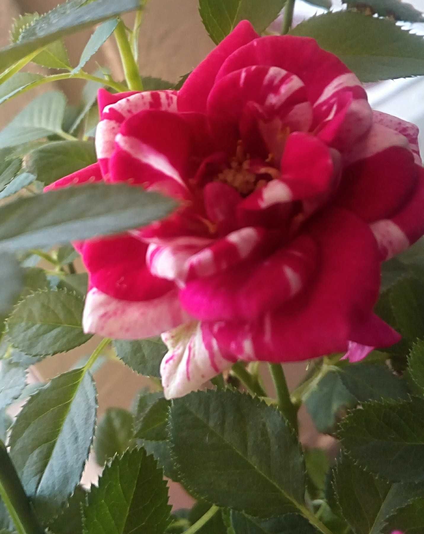 Мини-роза комнатные растение