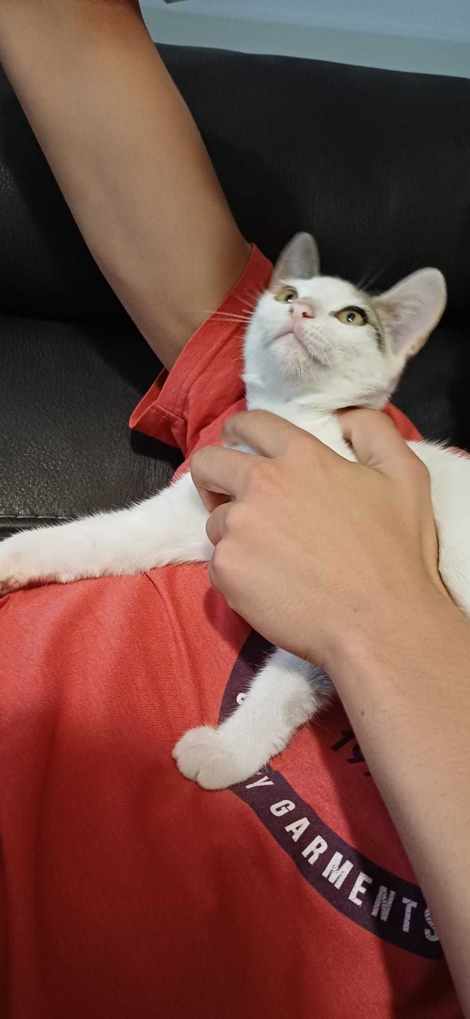 Gatinha para oferta