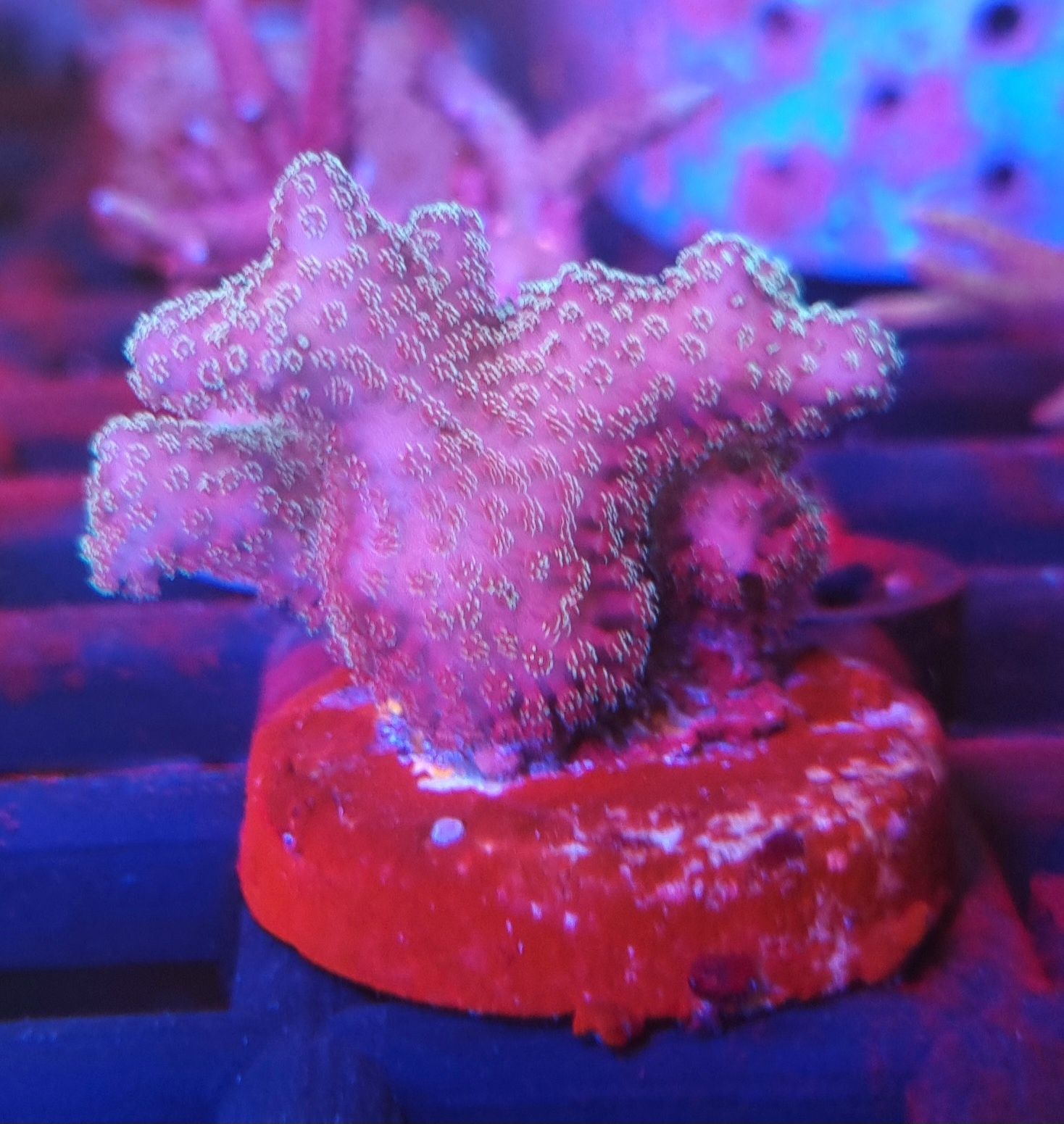 Pocillopora Fiji Pink koralowiec akwarium morskie koralowce Korale.Pro