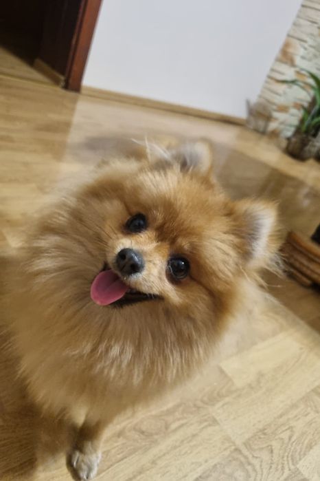 Szpic miniaturowy Pomeranian Suczka,miniaturka orange