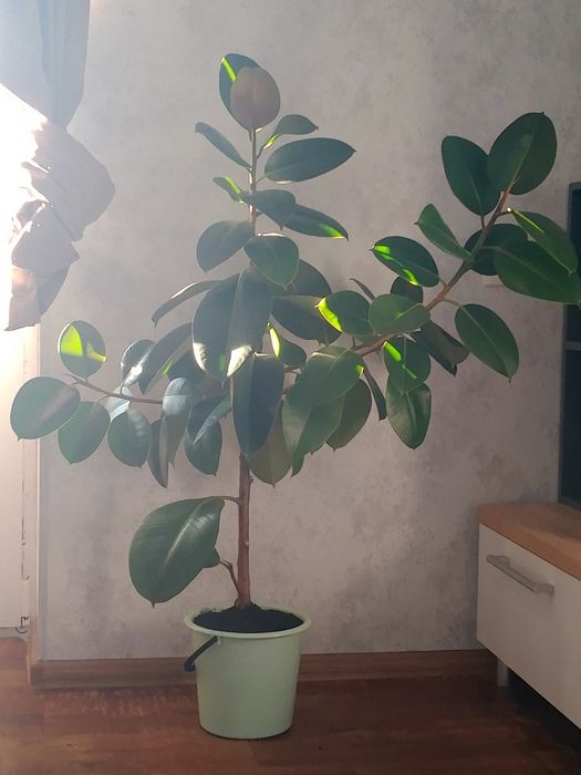 Продам шикарный фикус