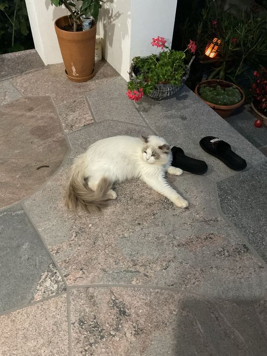 Roczny kocurek ragdoll