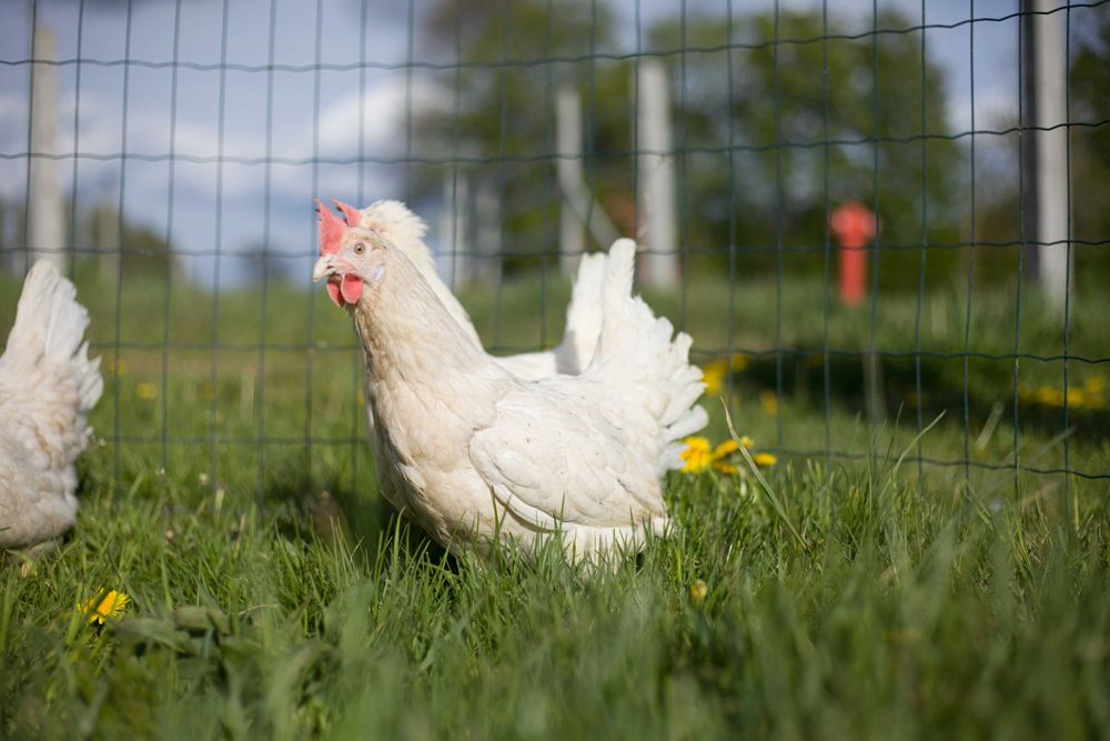 Kurki kokoszki nioski rasy Tetra biała jak leghorn