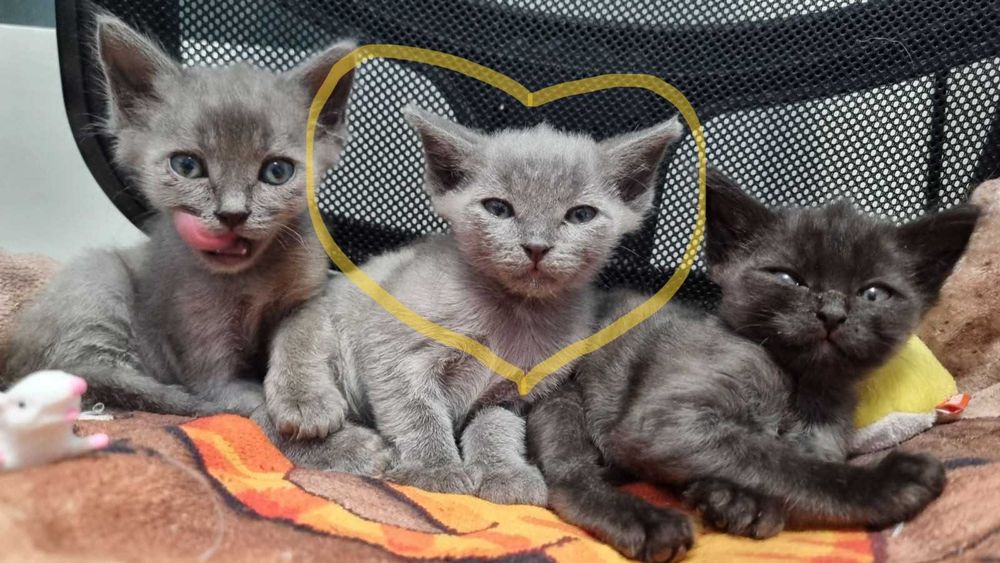 Котики, кошенята, шукають родину