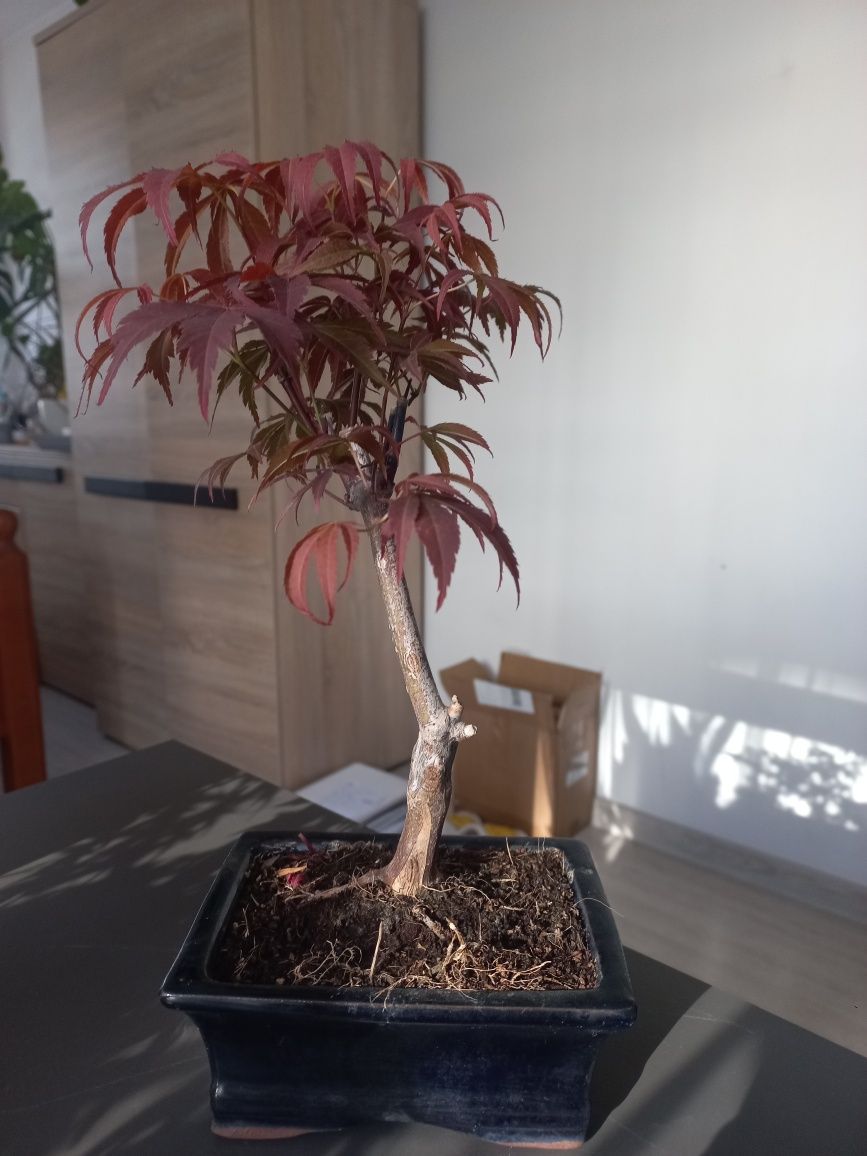 Drzewka bonsai klon palmowy