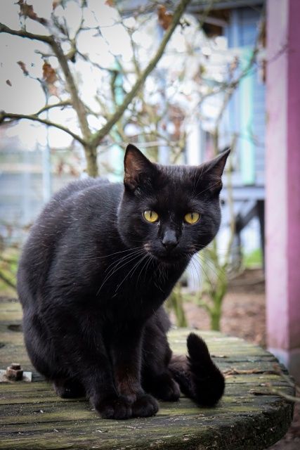 Do adopcji Bardo pilnie koty śliczne zadbane czarne