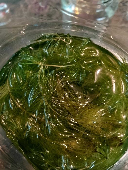 Roślinki do akwarium ok 20 szt.