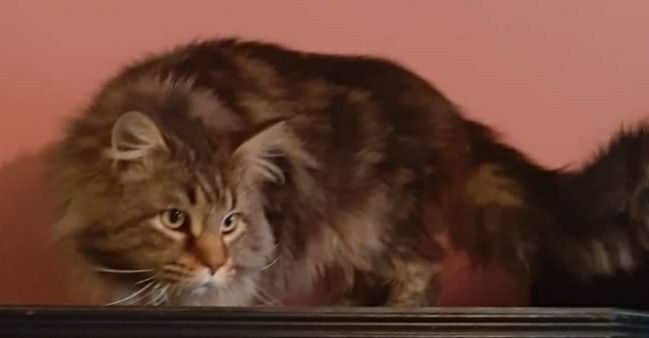 Maine Coon reproduktor