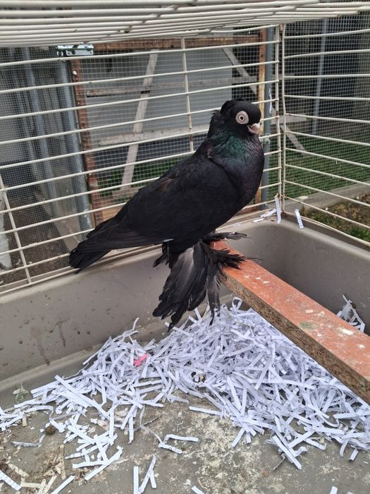 Gołebie ozdobne wywrotek