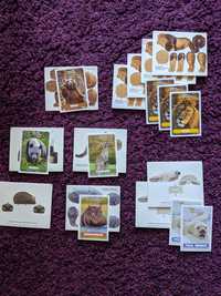 Cartas e animais 3D Auchan - Wildlife Explorer NationalGeographic Kids