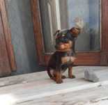 Pinscher miniatura