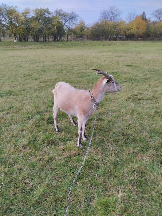 Продається дійна коза