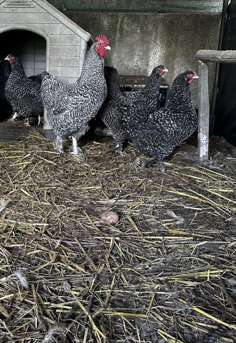 Maline raca belga ovos