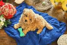 Maltipoo f1  po małych rodzicach S/XS  Chip paszport wyprawka