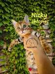 Kociak bengalski, kot bengalski NICKY wykastrowany FPL/FIFE