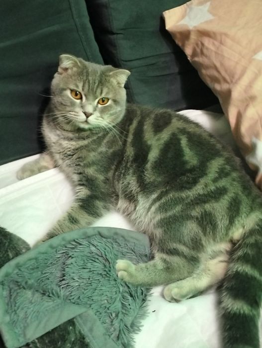 Кіт Міша шукає собі кицю для в'язки дуже хороший котик породи Шотланец