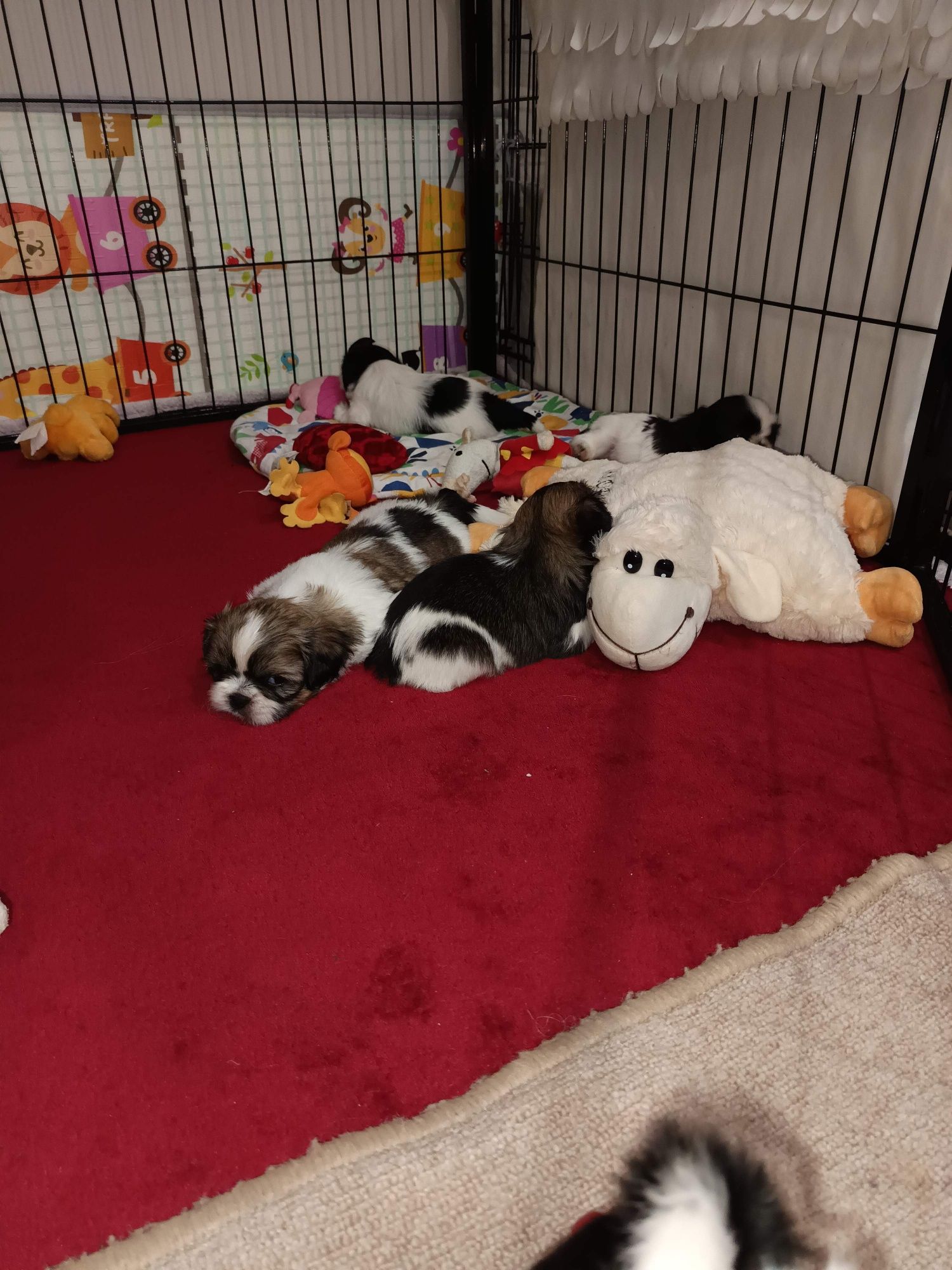 Shih tzu szczenię