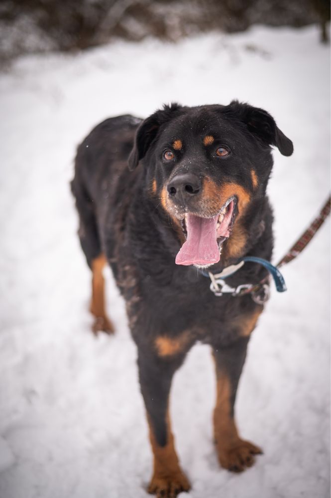 Rottweiler, rottek. Przyjaźnie nastwiony i mądry pies. Adopcja.