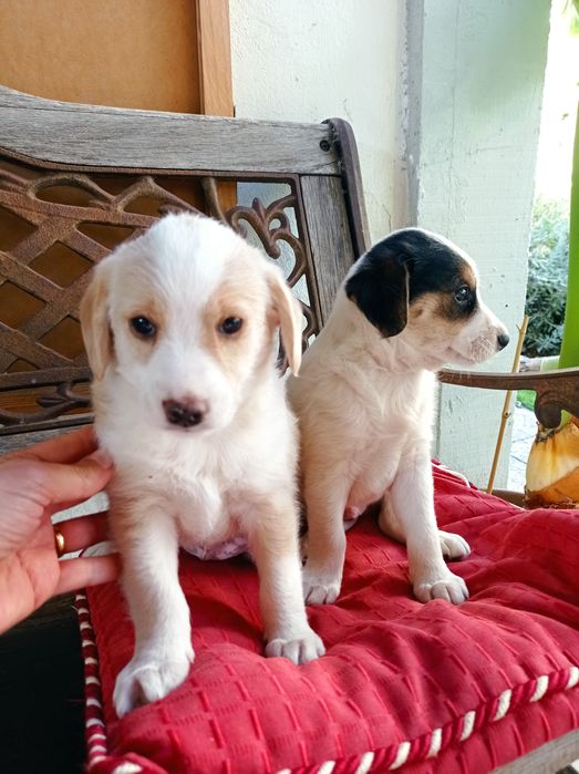 Cãozinho RAFEIRO para adoção responsável - Charlie Brown