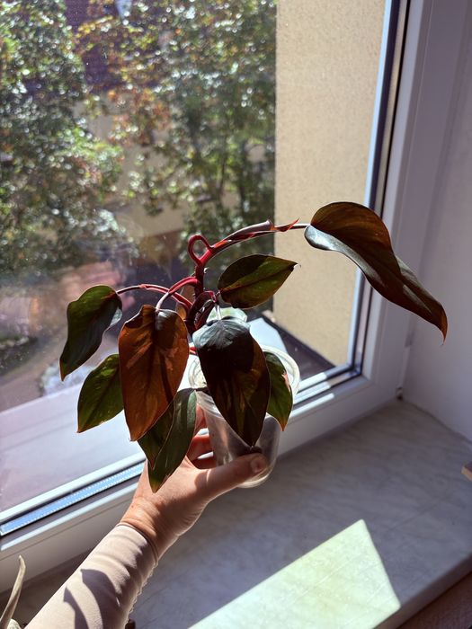 Filodendron Pink Princess sadzonka