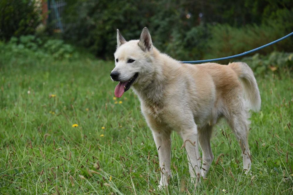 Atom - duży piesek do adopcji
