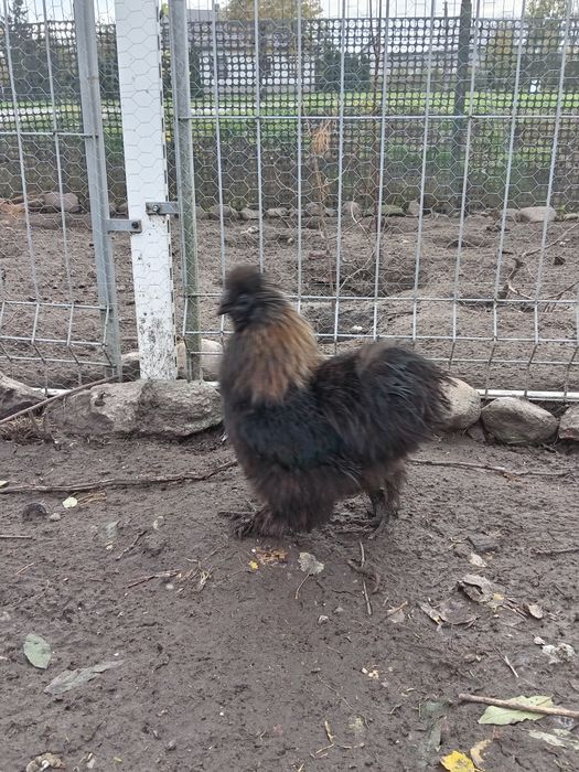 Sprzedam koguta rasy silka