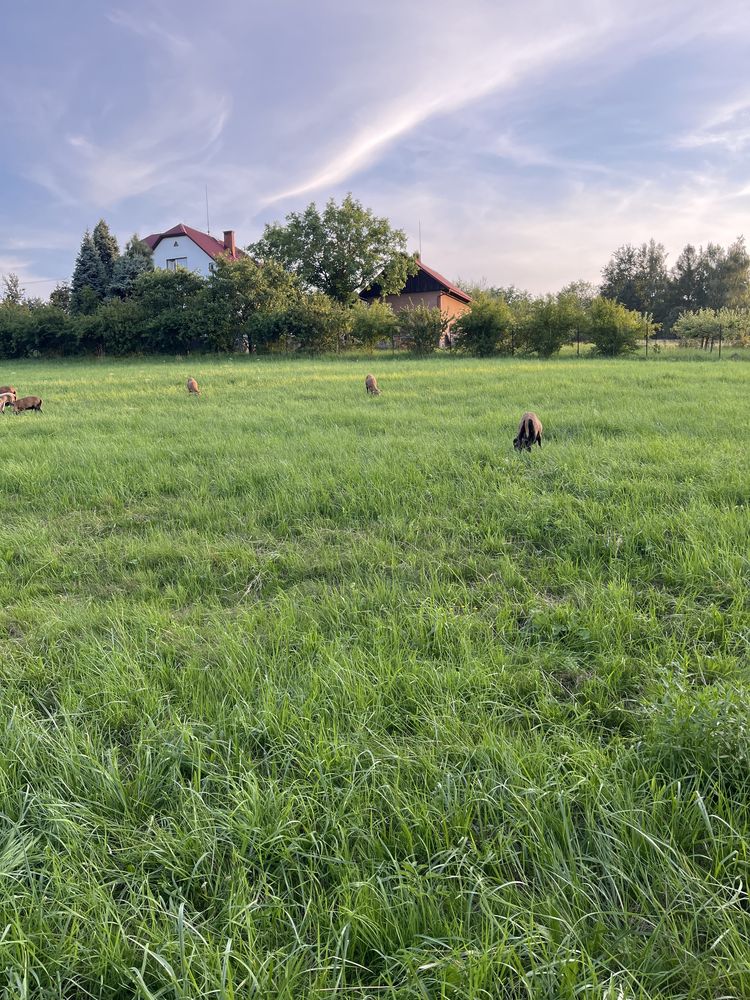 Sprzedam jagnięta kameruny