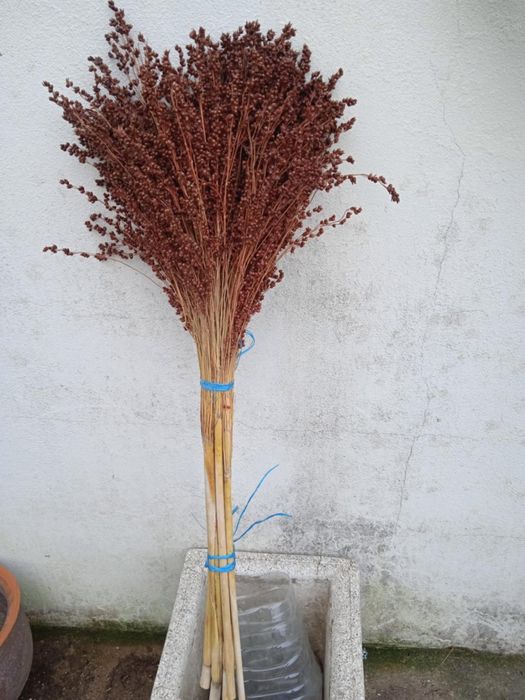 Bonita planta para fazer arranjos, ou centros