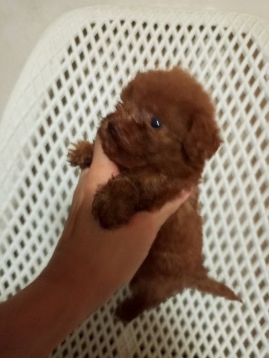 Мікро дітки МальтіпуF2