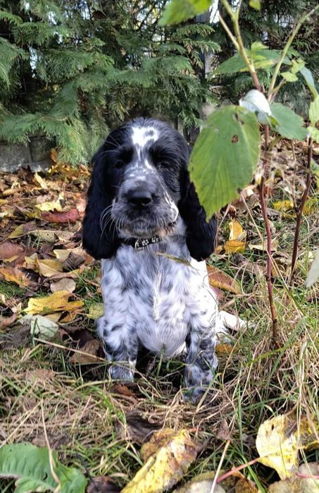 Springer Spaniel Angielski (ZKwP, FCI)
