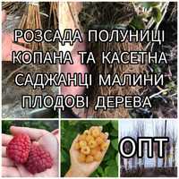 Опт Розсада Полуниці Саджанці Малина Плодові дерева Рассада Клубники