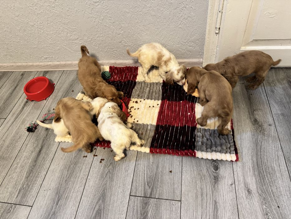 Цуценята англійського спаніеля