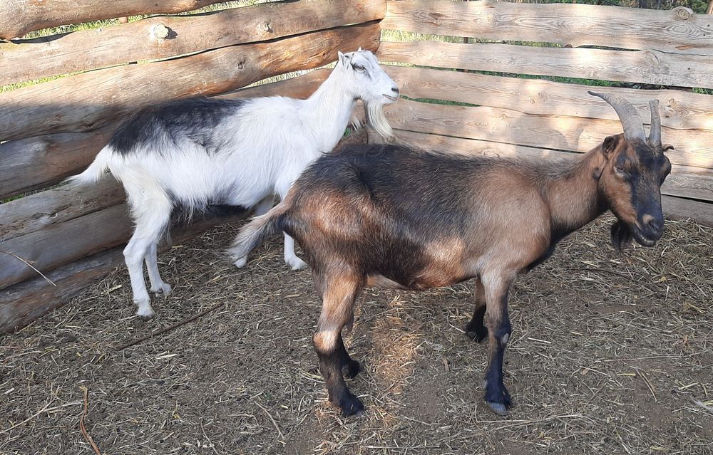 Дойные козы Ламанча