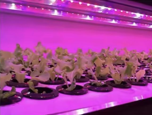 Фітострічка для вирощування рослин (фітолампа)