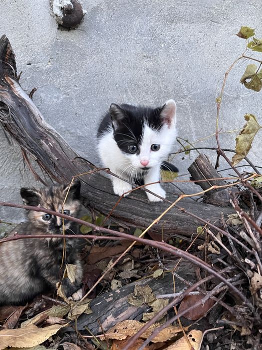 Oddam śliczne kotki