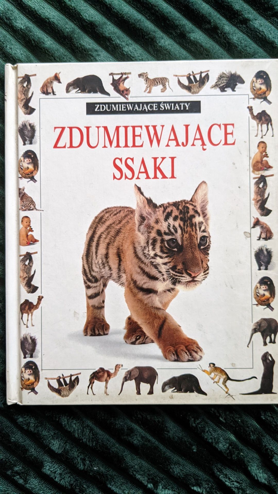 Zdumiewające ssaki. Książka dla dzieci.