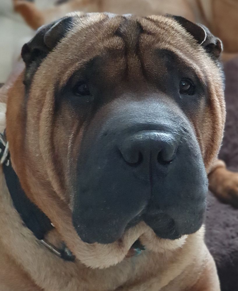 Shar Pei FCI wspaniale rokująca suczka