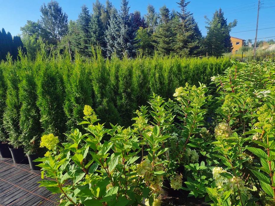Tuja Szmaragd Szmaragdowa Tuje Szmaragdy 150CM Wys hodowane w doniczce