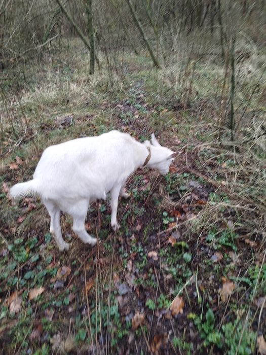 Коза зааненская китна