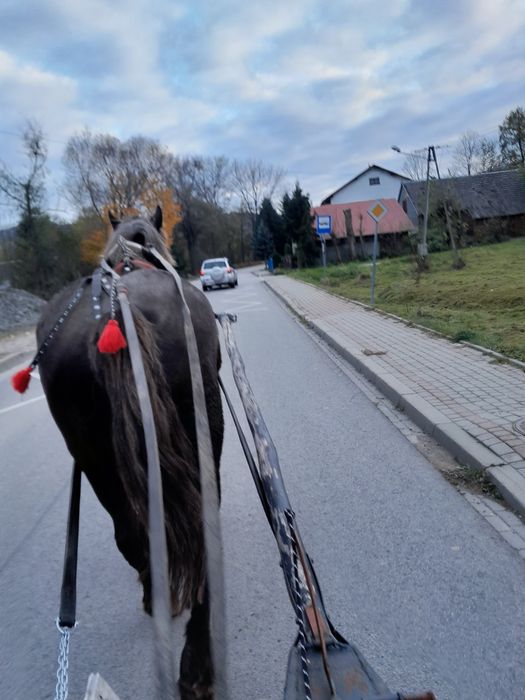 Zamienię klacz zimnokrwista ze zrebakiem