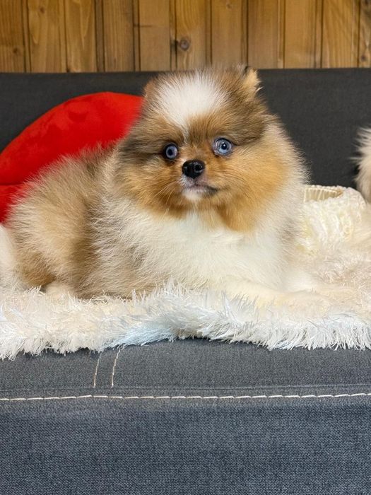 Комочек счастья Померанский шпиц.