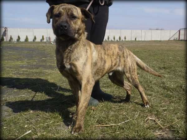 Pręgusek - wesoły duży psiak poleca się do adopcji