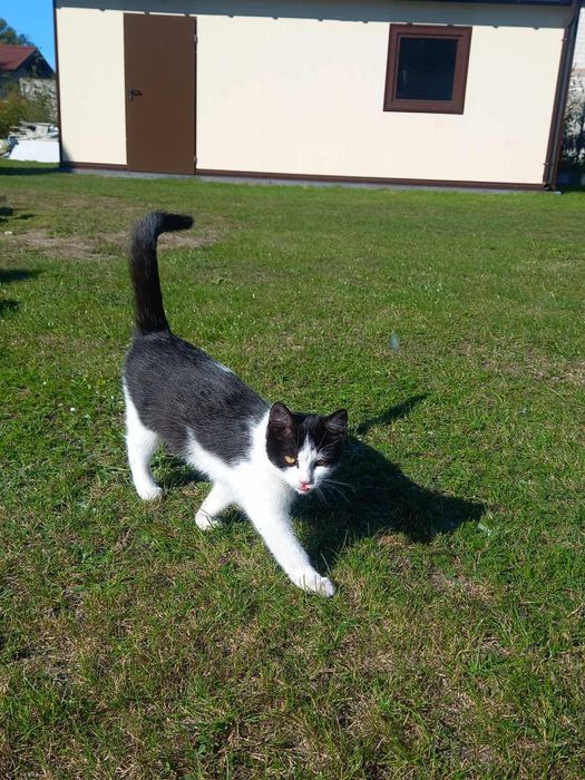 Kotki do adopcji.