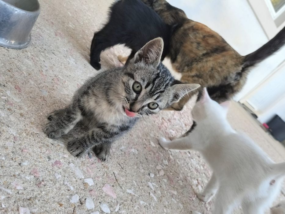 Dão-se gatinhos.