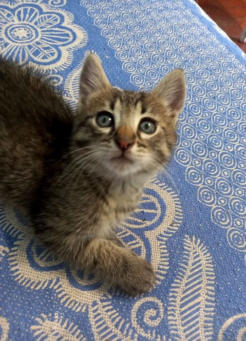 Віддам котика в добрі руки!!!