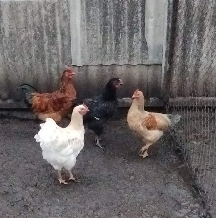 Кури. Молоді півні