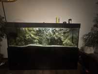 Akwarium ,,,Tropheus bemba i ikola dorosle stado z mlodymi